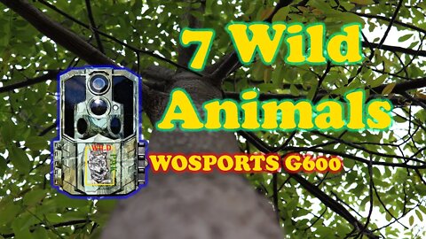 Random Clips of 7 wild Animals | TRail camera videos