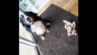 Bernese Mountain Dog surprised by Jack Russell stealing his toy