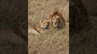 Maasai Mara Sightings Today 30/08/21 (Lions, Leopard, etc) | Zebra Plains | #shorts