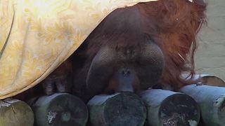 Orangutan licks ice from wooden plank