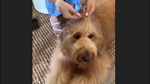 Brodie The Golden Retriever Is Always The Life Of The Party