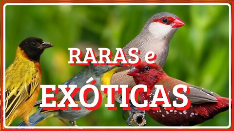 raras e exóticas