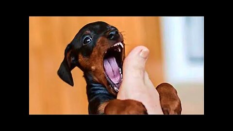 Funniest Animals Video - Funny Dogs And Cats - Try Not To Laugh Animals 2022