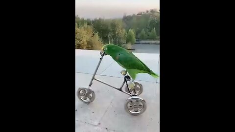 Parrot riding a tricycle