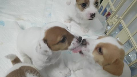 Precious Jack Russell puppies can't stop kissing each other