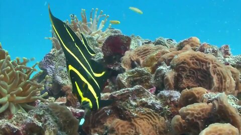 Stripped Reef Angel Fish