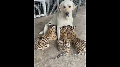 Tiger Cubs wants Feeding From Labrador,