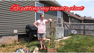 Re-Potting a tomato plant