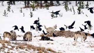 WOLVES vs CROWS