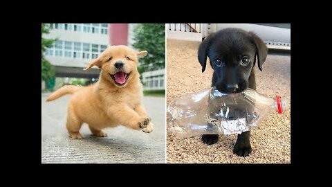 Baby Dogs 🔴 Cute and Funny Dog Videos Compilation #17 | 30 Minutes of Funny Puppy Videos 2022