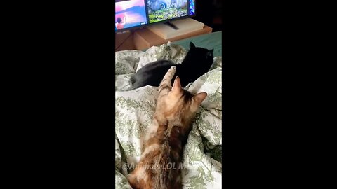 Funny cat 😹 cat war 😂🐱🐶