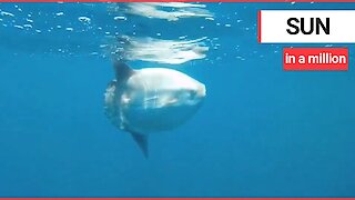 Massive sunfish was spotted swimming in British waters