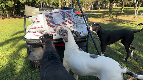 Funny Great Danes Are So Excited To Check Out Bags Of Fresh Dirt !