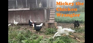 Meat Chickens Breeding Project Week 15