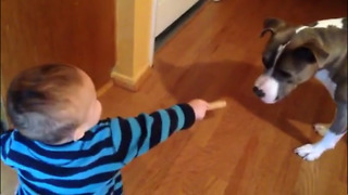 Pit Bull Is Excited When Baby Gives Her A MilkBone