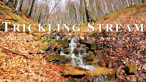 Fall Forest Stream ASMR: Relaxing Ambient Nature Sounds for Stress Relief