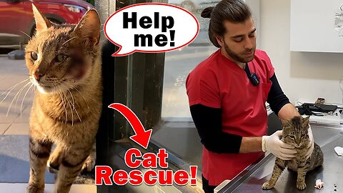 The cat is asking for help! (Entering the vet to show his wound)