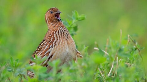 Common Quail|batair ki awaz|Coturnix coturnix