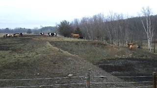 Cows & Calves waiting for Grass to Grow hanging out filmed from Farm House North Porch