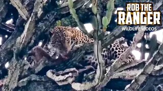 Leopards Feeding | Livestream From Maasai Mara | Zebra Plains