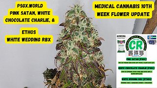 PSGX Pink Satan, White Choc Charlie, & Ethos White Wedding 10th Week Flower Medical Cannabis Update!