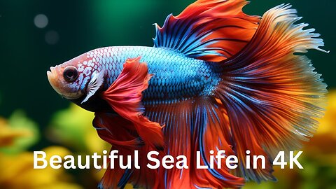 Beautiful Sea Life in 4K With Relaxing Peaceful Music