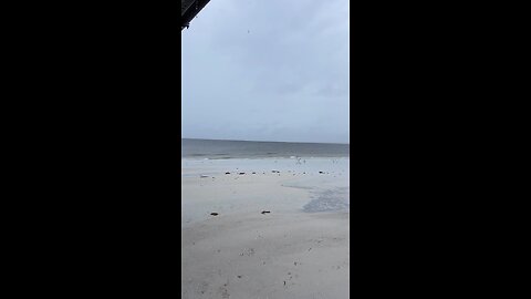 Livestream Clip 3 - Hurricane Ian & Davystingray Crash My Livestream Under Fort Myers Beach Pier!