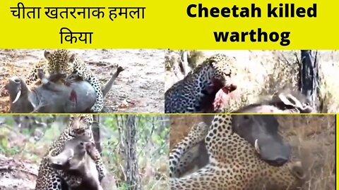 चीता ने खतरनाक अटैक किया वाइल्ड बोअर को |cheetah hunting wild boar |2022|