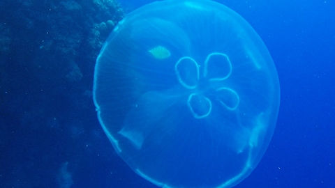 Small reef fish uses venomous Moon Jellyfish in brilliant way
