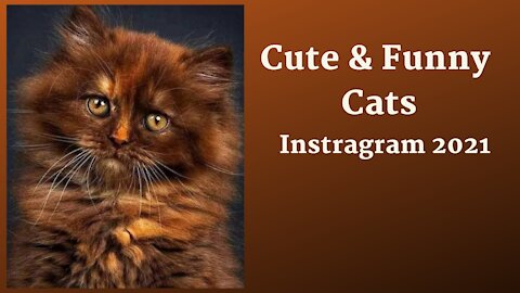 Cute and Funny Cats and Kitten on instragram of 2021