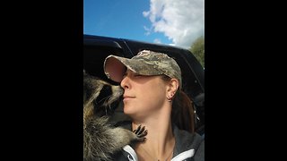 Raccoon reunites with rescuer after year apart