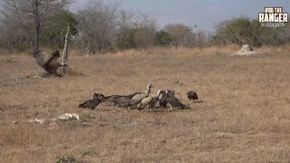 Classic African Scene Of Vultures Cleaning Up After A Predator