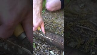 How to make a foraging basket in the woods! Bushcraft / survival skills