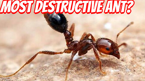 The Real Danger of The Red Imported Fire Ant!