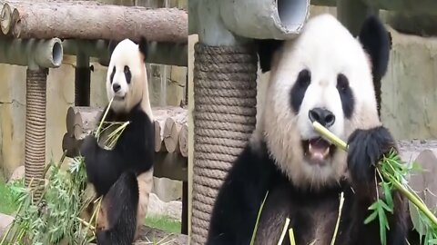 Panda Eating 😋 Panda everyday in Jungle eating
