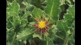 Blessed Thistle (Cnicus benedictus)