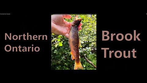 The Last Brook Trout of September