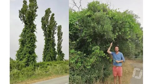 Agroforesterie : vers une meilleure gestion des arbres dans les parcours d'élevage, par Alain Canet