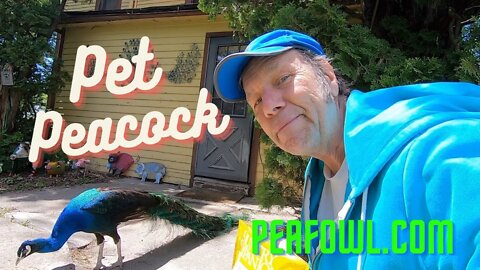 Pet Black Shoulder Peacock, Peacock Minute, peafowl.com