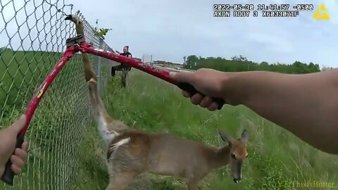 Green Bay officers free deer from fence