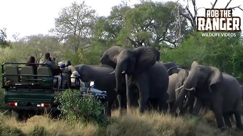Irate Elephants Intimidate Safari Vehicle Before Drinking | Archive Footage