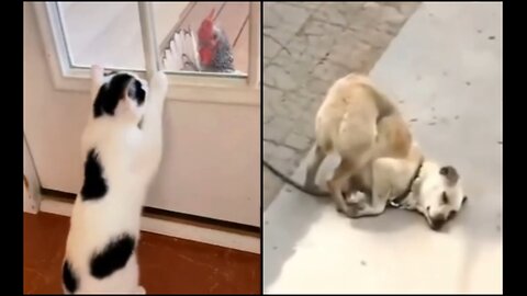 Funny animals 2023😆 - Funniest Cats and Dogs Video🐕🐈 #shorts. Part-5