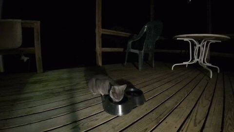 Russian Blue Cat and Red Fox enjoying the Bologna on my Back Porch.