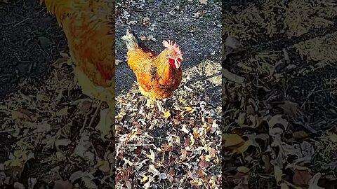 The Turkeys and Chickens Embrace Fall #shorts #turkeys #chickens