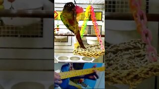 Playful Parrot Dances To Guitar By Gene Petty #shorts