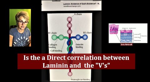 Is there a Direct Correlation between the "V's" and Laminin