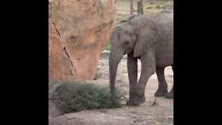 Elephants at ZooTampa get into the holiday spirit with Christmas trees