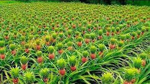 Awesome Pineapple Cultivation - Pineapple Farm and Harvest Agriculture Technology