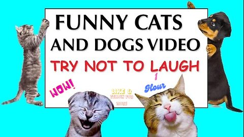 1 Hour Try Not To Laugh Challenge 2023😂 Funny Cat & Dog compilation #funnyanimals #funnyvideo #new