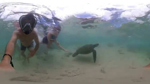 Hookipa Beach. turtles
